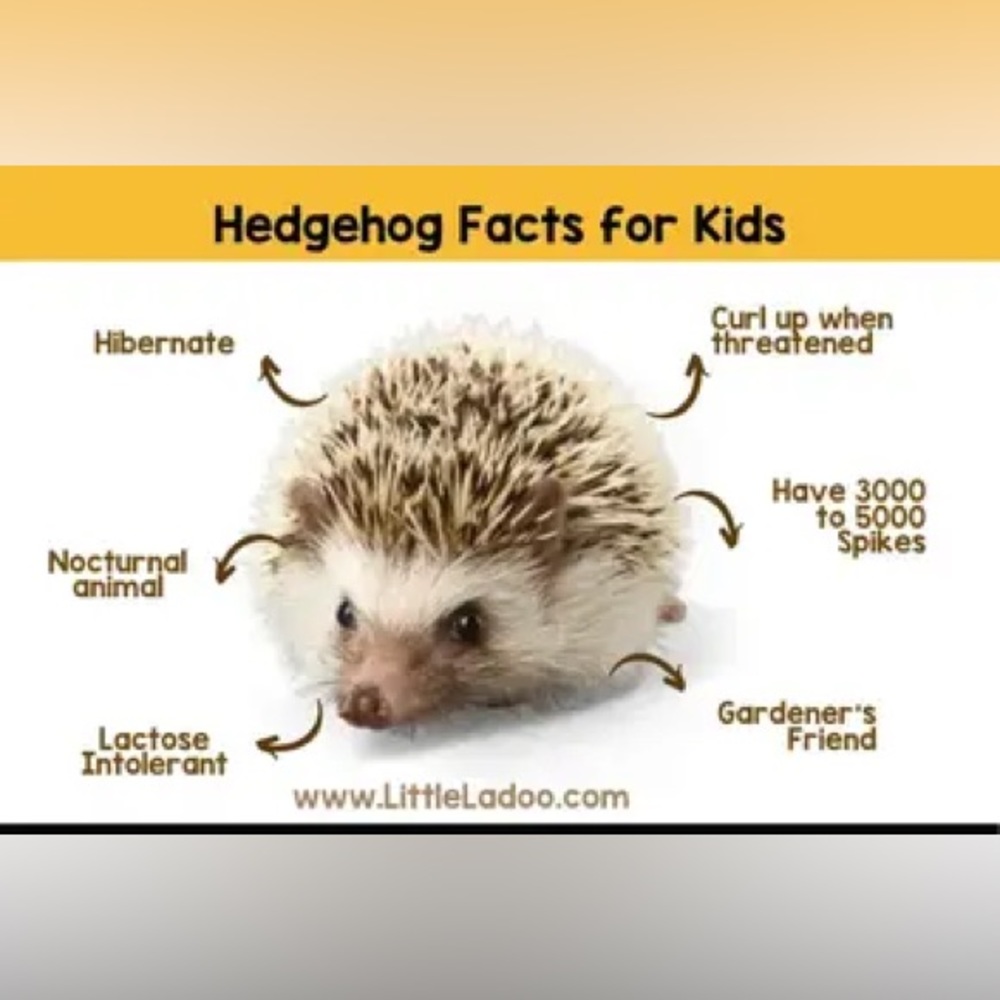 $2 Hedgehog keychain new $2 WITH ANY $10 ORDER OR MORE - Picture 6 of 12